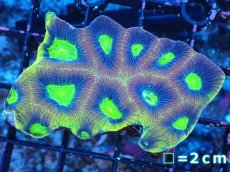 画像1: 【サンゴまとめ買い割引き10％〜20%OFF対象商品】【サンゴ】【通販】【オーストラリア産】キクメイシsp. （Dragon Soul)（個体販売）No.8（生体）（サンゴ） (1)