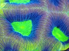 画像2: 【サンゴまとめ買い割引き10％〜20%OFF対象商品】【サンゴ】【通販】【オーストラリア産】キクメイシsp. （Dragon Soul)（個体販売）No.8（生体）（サンゴ） (2)