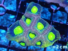 画像1: 【サンゴまとめ買い割引き10％〜20%OFF対象商品】【サンゴ】【通販】【オーストラリア産】キクメイシsp. （Dragon Soul)（個体販売）No.9（生体）（サンゴ） (1)