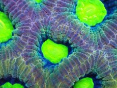 画像2: 【サンゴまとめ買い割引き10％〜20%OFF対象商品】【サンゴ】【通販】【オーストラリア産】キクメイシsp. （Dragon Soul)（個体販売）No.9（生体）（サンゴ） (2)