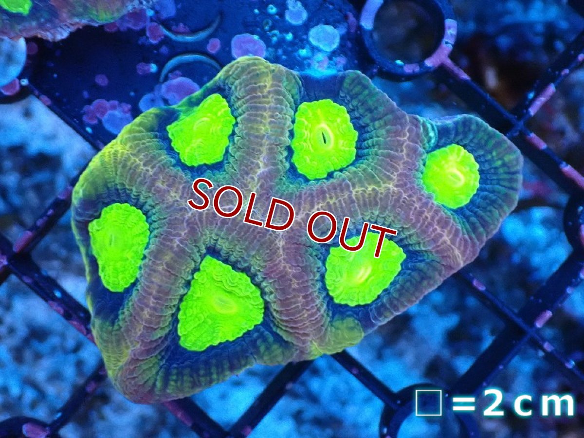 画像1: 【サンゴ】【通販】【オーストラリア産】キクメイシsp. （Dragon Soul)（個体販売）No.10（生体）（サンゴ） (1)