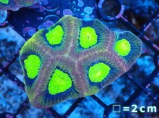 画像1: 【サンゴまとめ買い割引き10％〜20%OFF対象商品】【サンゴ】【通販】【オーストラリア産】キクメイシsp. （Dragon Soul)（個体販売）No.10（生体）（サンゴ） (1)