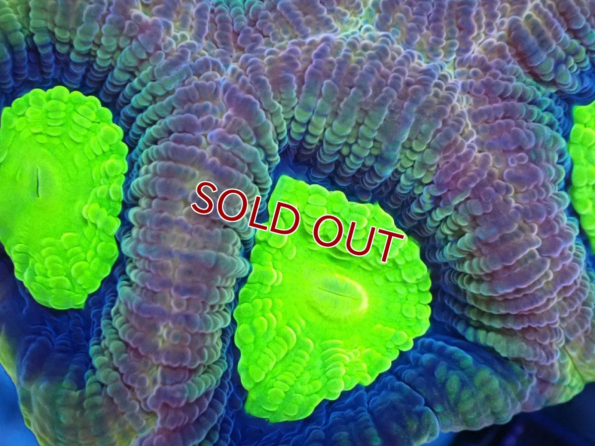 画像2: 【サンゴ】【通販】【オーストラリア産】キクメイシsp. （Dragon Soul)（個体販売）No.10（生体）（サンゴ） (2)