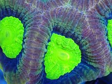 画像2: 【サンゴまとめ買い割引き10％〜20%OFF対象商品】【サンゴ】【通販】【オーストラリア産】キクメイシsp. （Dragon Soul)（個体販売）No.10（生体）（サンゴ） (2)