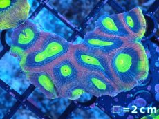 画像1: 【サンゴまとめ買い割引き10％〜20%OFF対象商品】【サンゴ】【通販】【オーストラリア産】キクメイシsp. （Dragon Soul)（個体販売）No.11（生体）（サンゴ） (1)