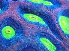 画像2: 【サンゴまとめ買い割引き10％〜20%OFF対象商品】【サンゴ】【通販】【オーストラリア産】キクメイシsp. （Dragon Soul)（個体販売）No.11（生体）（サンゴ） (2)