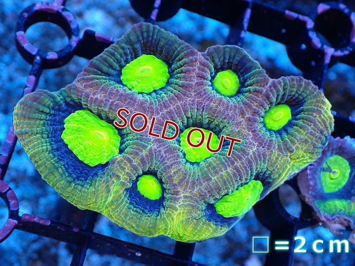 画像1: 【サンゴ】【通販】【オーストラリア産】キクメイシsp. （Dragon Soul)（個体販売）No.12（生体）（サンゴ） (1)