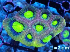 画像1: 【サンゴまとめ買い割引き10％〜20%OFF対象商品】【サンゴ】【通販】【オーストラリア産】キクメイシsp. （Dragon Soul)（個体販売）No.12（生体）（サンゴ） (1)