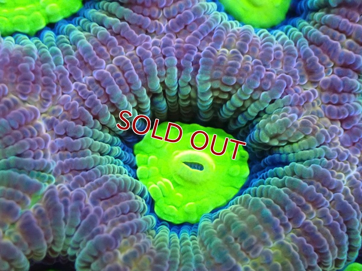 画像2: 【サンゴ】【通販】【オーストラリア産】キクメイシsp. （Dragon Soul)（個体販売）No.12（生体）（サンゴ） (2)