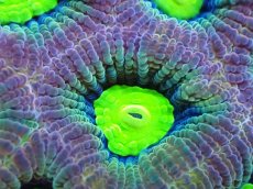 画像2: 【サンゴまとめ買い割引き10％〜20%OFF対象商品】【サンゴ】【通販】【オーストラリア産】キクメイシsp. （Dragon Soul)（個体販売）No.12（生体）（サンゴ） (2)