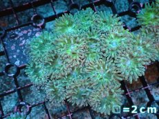 画像1: 【サンゴまとめ買い割引き10％〜20%OFF対象商品】【サンゴ】【通販】【オーストラリア産】ウィスカーズコーラル（グリーン）Mサイズ（個体販売）No.1（生体）（サンゴ） (1)