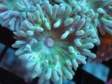 画像2: 【サンゴまとめ買い割引き10％〜20%OFF対象商品】【サンゴ】【通販】【オーストラリア産】ウィスカーズコーラル（グリーン）Mサイズ（個体販売）No.1（生体）（サンゴ） (2)