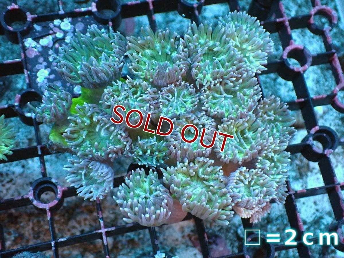 画像1: 【サンゴまとめ買い割引き10％〜20%OFF対象商品】 【サンゴ】【通販】【オーストラリア産】ウィスカーズコーラル（グリーン）Mサイズ（個体販売）No.2（生体）（サンゴ） (1)