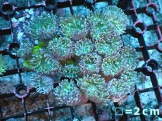 画像1: 【サンゴまとめ買い割引き10％〜20%OFF対象商品】【サンゴ】【通販】【オーストラリア産】ウィスカーズコーラル（グリーン）Mサイズ（個体販売）No.2（生体）（サンゴ） (1)