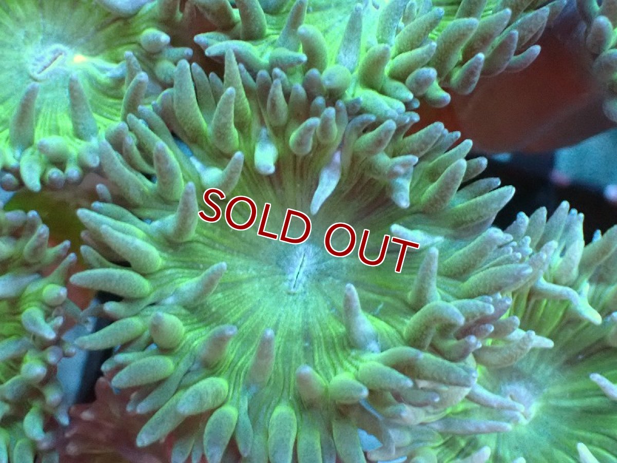 画像2: 【サンゴまとめ買い割引き10％〜20%OFF対象商品】 【サンゴ】【通販】【オーストラリア産】ウィスカーズコーラル（グリーン）Mサイズ（個体販売）No.2（生体）（サンゴ） (2)