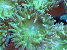 画像2: 【サンゴまとめ買い割引き10％〜20%OFF対象商品】【サンゴ】【通販】【オーストラリア産】ウィスカーズコーラル（グリーン）Mサイズ（個体販売）No.2（生体）（サンゴ） (2)