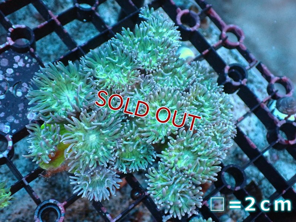 画像1: 【サンゴ】【通販】【オーストラリア産】ウィスカーズコーラル（グリーン）SMサイズ（個体販売）No.3（生体）（サンゴ） (1)