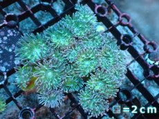 画像1: 【サンゴまとめ買い割引き10％〜20%OFF対象商品】【サンゴ】【通販】【オーストラリア産】ウィスカーズコーラル（グリーン）SMサイズ（個体販売）No.3（生体）（サンゴ） (1)