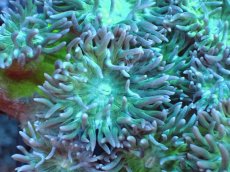 画像2: 【サンゴまとめ買い割引き10％〜20%OFF対象商品】【サンゴ】【通販】【オーストラリア産】ウィスカーズコーラル（グリーン）SMサイズ（個体販売）No.3（生体）（サンゴ） (2)