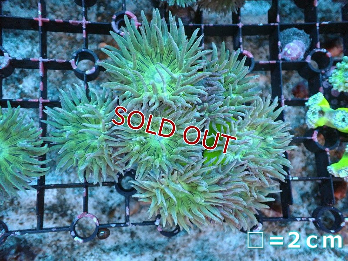 画像1: 【サンゴ】【通販】【オーストラリア産】ウィスカーズコーラル（グリーン）SMサイズ（個体販売）No.4（生体）（サンゴ） (1)