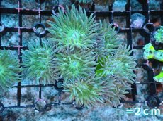 画像1: 【サンゴまとめ買い割引き10％〜20%OFF対象商品】【サンゴ】【通販】【オーストラリア産】ウィスカーズコーラル（グリーン）SMサイズ（個体販売）No.4（生体）（サンゴ） (1)