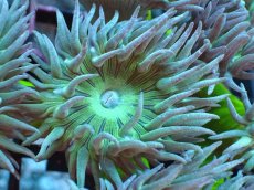 画像2: 【サンゴまとめ買い割引き10％〜20%OFF対象商品】【サンゴ】【通販】【オーストラリア産】ウィスカーズコーラル（グリーン）SMサイズ（個体販売）No.4（生体）（サンゴ） (2)