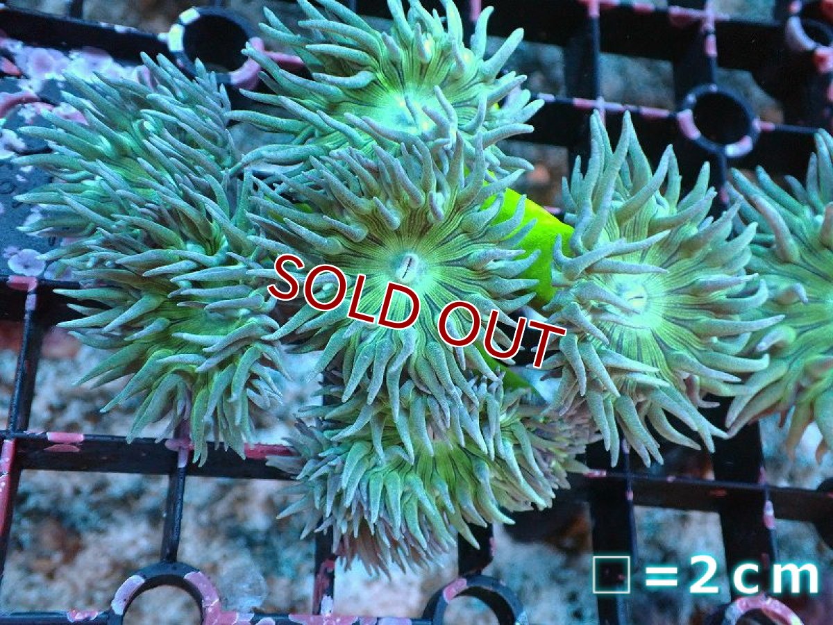 画像1: 【サンゴ】【通販】【オーストラリア産】ウィスカーズコーラル（グリーン）SMサイズ（個体販売）No.5（生体）（サンゴ） (1)