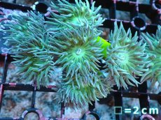 画像1: 【サンゴまとめ買い割引き10％〜20%OFF対象商品】【サンゴ】【通販】【オーストラリア産】ウィスカーズコーラル（グリーン）SMサイズ（個体販売）No.5（生体）（サンゴ） (1)