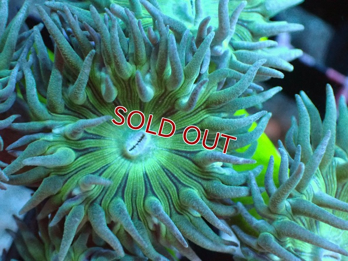 画像2: 【サンゴ】【通販】【オーストラリア産】ウィスカーズコーラル（グリーン）SMサイズ（個体販売）No.5（生体）（サンゴ） (2)