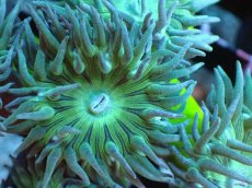 画像2: 【サンゴまとめ買い割引き10％〜20%OFF対象商品】【サンゴ】【通販】【オーストラリア産】ウィスカーズコーラル（グリーン）SMサイズ（個体販売）No.5（生体）（サンゴ） (2)