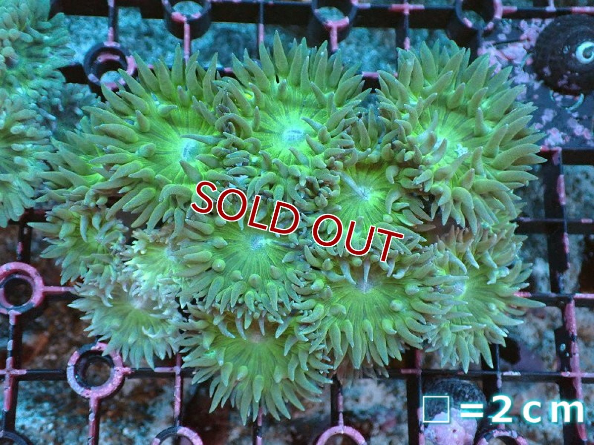 画像1: 【サンゴまとめ買い割引き10％〜20%OFF対象商品】 【サンゴ】【通販】【オーストラリア産】ウィスカーズコーラル（グリーン）Mサイズ（個体販売）No.6（生体）（サンゴ） (1)
