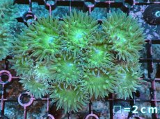 画像1: 【サンゴまとめ買い割引き10％〜20%OFF対象商品】 【サンゴ】【通販】【オーストラリア産】ウィスカーズコーラル（グリーン）Mサイズ（個体販売）No.6（生体）（サンゴ） (1)