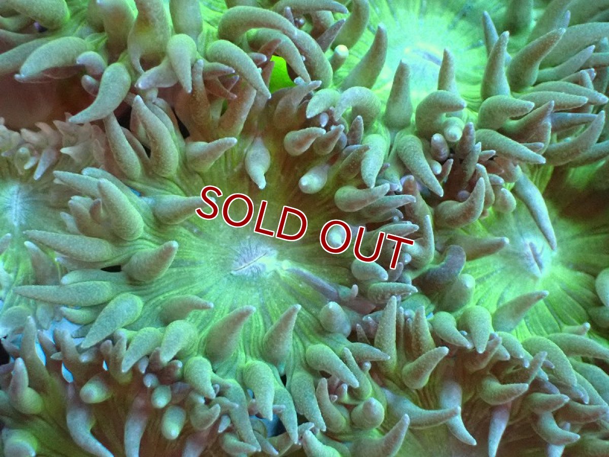 画像2: 【サンゴまとめ買い割引き10％〜20%OFF対象商品】 【サンゴ】【通販】【オーストラリア産】ウィスカーズコーラル（グリーン）Mサイズ（個体販売）No.6（生体）（サンゴ） (2)