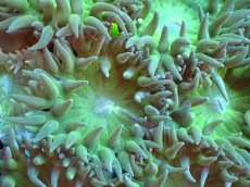 画像2: 【サンゴまとめ買い割引き10％〜20%OFF対象商品】 【サンゴ】【通販】【オーストラリア産】ウィスカーズコーラル（グリーン）Mサイズ（個体販売）No.6（生体）（サンゴ） (2)