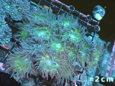 画像1: 【サンゴまとめ買い割引き10％〜20%OFF対象商品】 【サンゴ】【通販】【オーストラリア産】ウィスカーズコーラル（グリーン）Mサイズ（個体販売）No.7（生体）（サンゴ） (1)