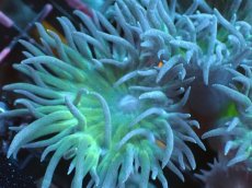 画像2: 【サンゴまとめ買い割引き10％〜20%OFF対象商品】 【サンゴ】【通販】【オーストラリア産】ウィスカーズコーラル（グリーン）Mサイズ（個体販売）No.7（生体）（サンゴ） (2)