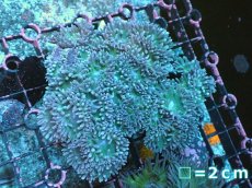 画像1: 【サンゴまとめ買い割引き10％〜20%OFF対象商品】 【サンゴ】【通販】【オーストラリア産】ウィスカーズコーラル（グリーン）Mサイズ（個体販売）No.8（生体）（サンゴ） (1)