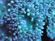 画像2: 【サンゴまとめ買い割引き10％〜20%OFF対象商品】 【サンゴ】【通販】【オーストラリア産】ウィスカーズコーラル（グリーン）Mサイズ（個体販売）No.8（生体）（サンゴ） (2)