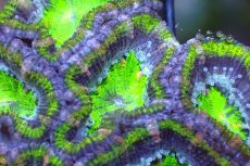 画像1: 【サンゴまとめ買い割引き10％〜20%OFF対象商品】 【サンゴ】【通販】【オーストラリア産】カクオオトゲキクメイシ（Ultra Grade/Green)（個体販売）No.110（生体）（サンゴ） (1)