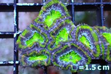 画像2: 【サンゴまとめ買い割引き10％〜20%OFF対象商品】 【サンゴ】【通販】【オーストラリア産】カクオオトゲキクメイシ（Ultra Grade/Green)（個体販売）No.110（生体）（サンゴ） (2)