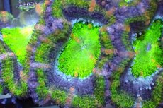 画像1: 【サンゴまとめ買い割引き10％〜20%OFF対象商品】 【サンゴ】【通販】【オーストラリア産】カクオオトゲキクメイシ（Ultra Grade/Green)（個体販売）No.111（生体）（サンゴ） (1)