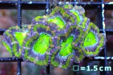 画像2: 【サンゴまとめ買い割引き10％〜20%OFF対象商品】 【サンゴ】【通販】【オーストラリア産】カクオオトゲキクメイシ（Ultra Grade/Green)（個体販売）No.111（生体）（サンゴ） (2)