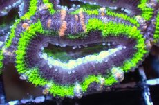 画像1: 【サンゴまとめ買い割引き10％〜20%OFF対象商品】 【サンゴ】【通販】【オーストラリア産】カクオオトゲキクメイシ（Ultra Grade/Green)（個体販売）No.112（生体）（サンゴ） (1)