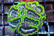 画像2: 【サンゴまとめ買い割引き10％〜20%OFF対象商品】 【サンゴ】【通販】【オーストラリア産】カクオオトゲキクメイシ（Ultra Grade/Green)（個体販売）No.112（生体）（サンゴ） (2)