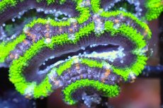 画像1: 【サンゴまとめ買い割引き10％〜20%OFF対象商品】 【サンゴ】【通販】【オーストラリア産】カクオオトゲキクメイシ（Ultra Grade/Green)（個体販売）No.113（生体）（サンゴ） (1)