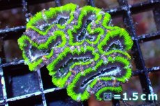 画像2: 【サンゴまとめ買い割引き10％〜20%OFF対象商品】 【サンゴ】【通販】【オーストラリア産】カクオオトゲキクメイシ（Ultra Grade/Green)（個体販売）No.113（生体）（サンゴ） (2)