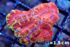 画像2: 【サンゴまとめ買い割引き10％〜20%OFF対象商品】 【サンゴ】【通販】【オーストラリア産】カクオオトゲキクメイシ（Ultra Grade)（個体販売）No.114（生体）（サンゴ） (2)