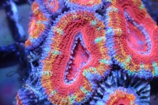 画像1: 【サンゴまとめ買い割引き10％〜20%OFF対象商品】 【サンゴ】【通販】【オーストラリア産】カクオオトゲキクメイシ（Ultra Grade)（個体販売）No.115（生体）（サンゴ） (1)