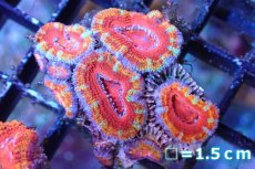 画像2: 【サンゴまとめ買い割引き10％〜20%OFF対象商品】 【サンゴ】【通販】【オーストラリア産】カクオオトゲキクメイシ（Ultra Grade)（個体販売）No.115（生体）（サンゴ） (2)