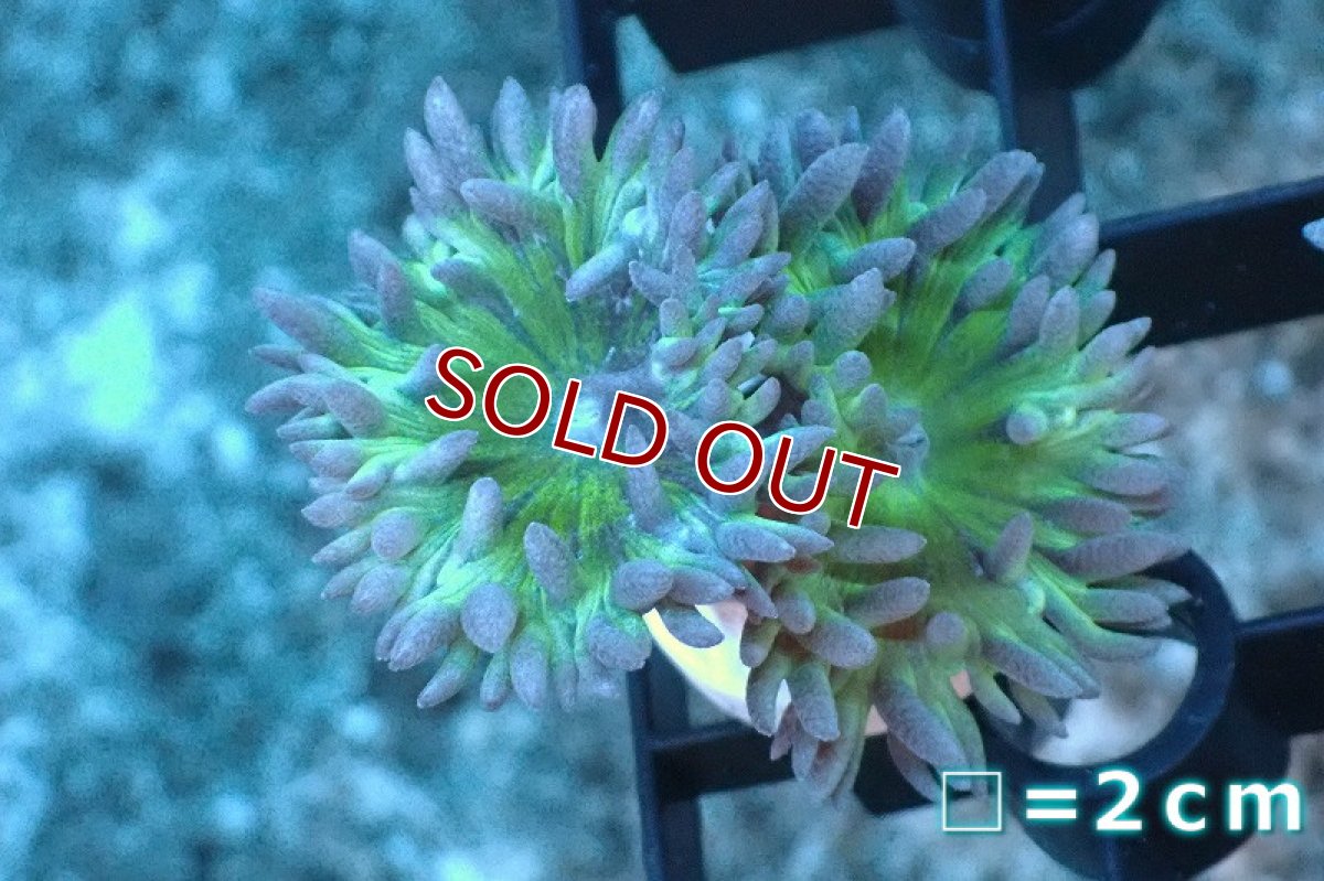 画像1: 【サンゴまとめ買い割引き10％〜20%OFF対象商品】 【サンゴ】【通販】【オーストラリア産】フラグウィスカーズコーラル（グリーン/2 heads)（個体販売）No.8（生体）（サンゴ） (1)